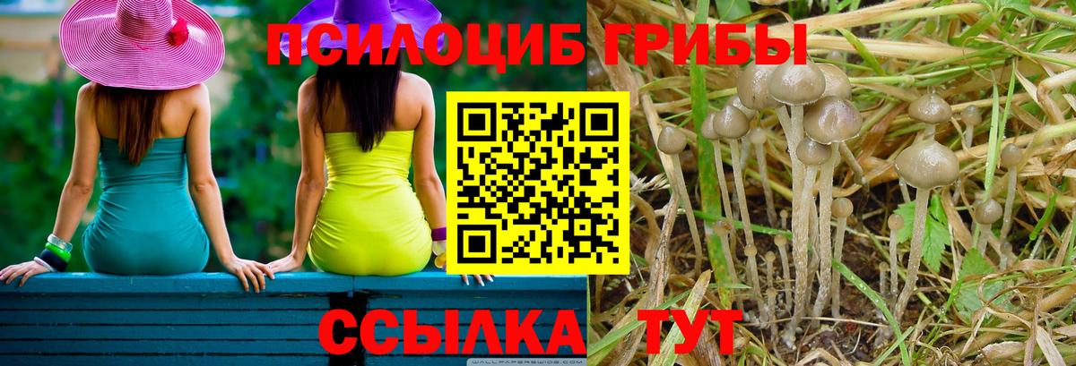 Галлюциногенные грибы Psilocybe Фролово